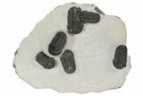 Cluster Of Gerastos Trilobites - Mrakib, Morocco #186743-7